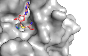 Figure 1: Narrow Lysine Channel