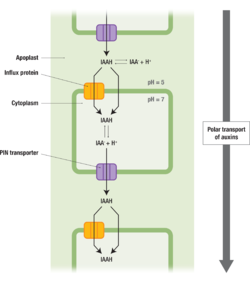 Figure 1: Polar Auxin Transport. Image by Jen Valenzuela (CC-BY-NC).