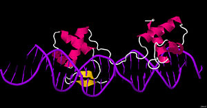 Pax6 transcription factor 6pax bound to DNA. The amino-terminal is located near the small, yellow β motif. Prominent are two globular subdomains that make contact with the major groove and are linked with a chain that makes contact with the minor groove.