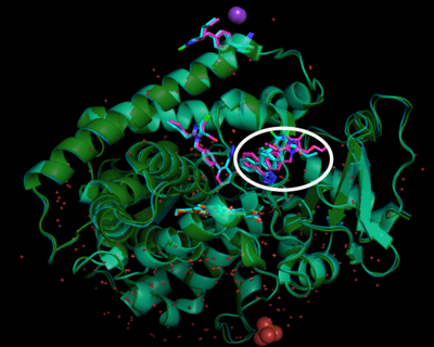 Figure 6.The overlay of CYP2C9WT and CYP2C9*30. This figure shows the binding difference between CYP2C9 WT and the CYP2C9*30 variant. The circled region is where Losartan bind differently in WT comparing to *30 variant. the  Green: *30variant, cyan: WT.