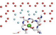The ice formation of water (red spheres) being scrambled (blue spheres) by the protein