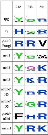Tyrosine that binds to DNA, plants have a different structure alltogether
