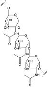 poly-β-1,6-N-acetylglucosamine