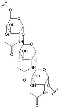 poly-β-1,6-N-acetylglucosamine