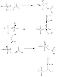 Mechanism for the formation of Carbamoyl Phosphate