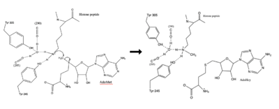 Figure 1: Histone Methylation Mechanism