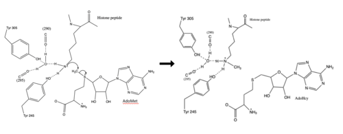 Figure 3: Histone Methylation by HKMT Mechanism