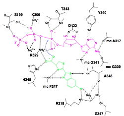 Hydrogen bonding between Luciferase and substrates luciferin (green), ATP (violet) and Mg2+,