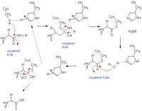 General mechanism of papain catalysis.  Arg-175, which orients His 159, and Gln-19, which contributes to the formation of the oxyanion hole, are not shown.