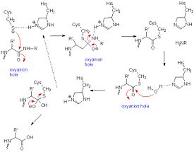A general mechanism of papain catalysis.
