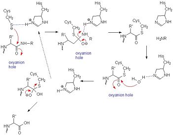 A general mechanism of papain catalysis.