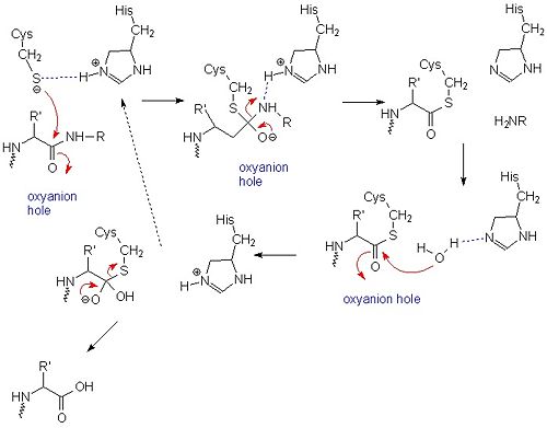 A general mechanism of papain catalysis.