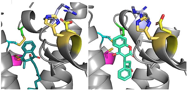 Figure 6. The slight angle change in which VKO(left) and warfarin(right) bind. The location of the cap domain and how it differs between each is apparent.