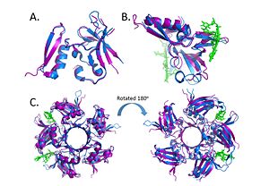 Alignment of the crystal structures of Deinococcus radiodurans and Deinococcus geothermalis.  (A.) Alignment of chains c, (B.) Alignment of Chains a with DNA, (C.) Alignment of the pentamer. (PDB: 4EXW and 4HQB) This figure was generated using Pymol.