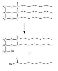 Figure 1. LPL catalyzes the breakdown of triglycerides into a diglyceride and a fatty acid. It can also recognize the diglyceride as a substrate and produce a monoglyceride and two fatty acids from the triglyceride substrate.