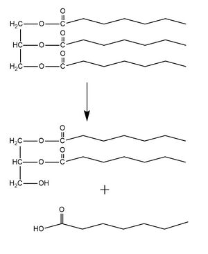 Figure 1. LPL catalyzes the breakdown of triglycerides into a diglyceride and a fatty acid. It can also recognize the diglyceride as a substrate and produce a monoglyceride and two fatty acids from the triglyceride substrate.