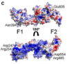 Erythrocyte Binding of Full Length and Individual RII Domains