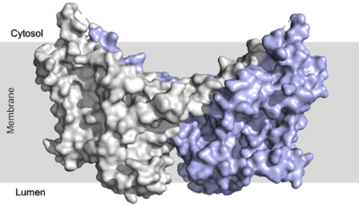 Figure 2: DGAT1 with cytosolic, transmembrane, and luminal domains