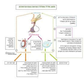 תרשים משוב שלילי על הפרשת FSH ופעילותו הפיסיולוגית