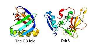 This figure highlights the differences between the classic OB fold found in single-stranded binding proteins and the novel structural features of DdrB.  The OB fold is observed in the protein verotoxin-1, PDB code 2XSC .  DdrB is modeled from the PDB structure 4HQB.  This figure was generated using Pymol.