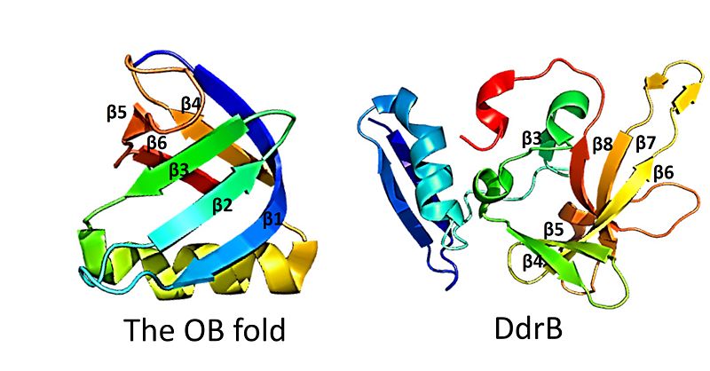 Image:OB fold.jpg