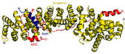 Fig. 1 – ß-catenin-Axin-APC complex. Taken from 