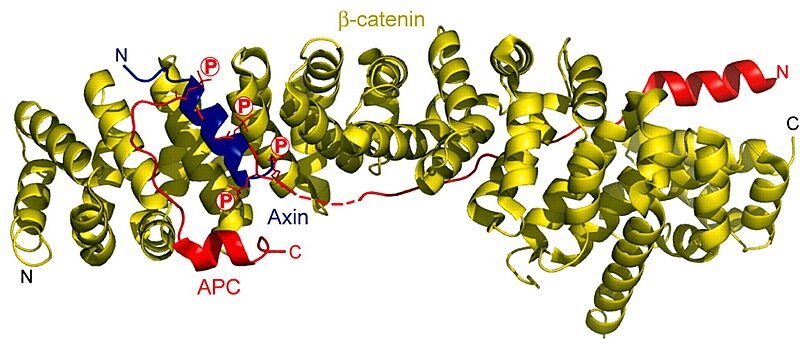 Image:Beta-catenin-Axin-APC-complex.jpeg