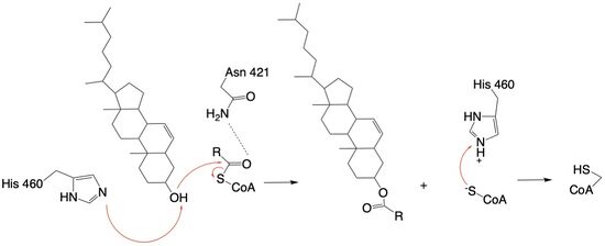 Figure 4: Acyltransferase mechanism of ACAT1 with conserved MBOAT family catalytic residues.