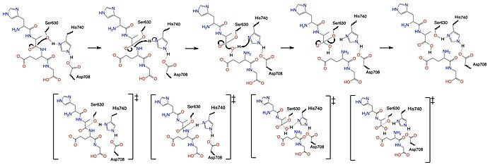 Figure 5. Mechanism of the catalytic triad of DPPIV.