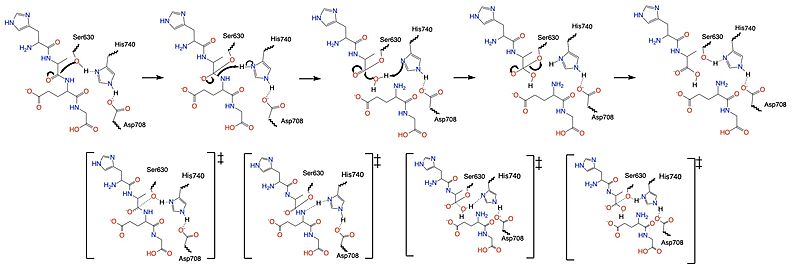 Figure 1. Mechanism for the cleavage of GLP-1 by DPP-IV via the catalytic triad.
