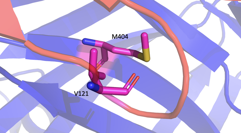 Image:M404NoMutation.png