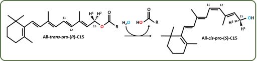 Figure 3: RPE65 Catalyzed Reaction Schema 