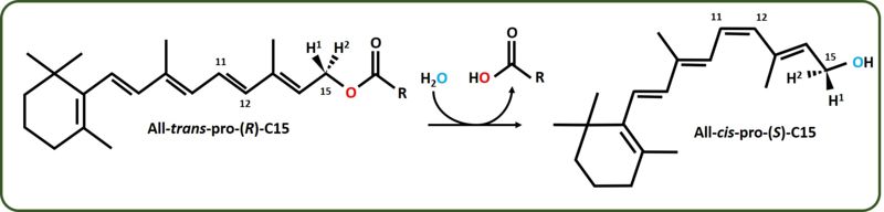 Image:RPE65 reaction schema.jpg