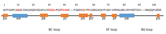 Sequence of the SH2 domain (60 to 152 amino acids) of Grb2 