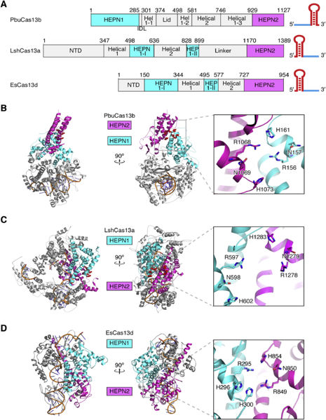 Image:Cas13b picture1 lrg.jpg