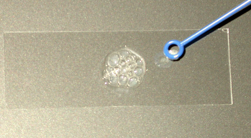 Image:Catalase assay.jpg