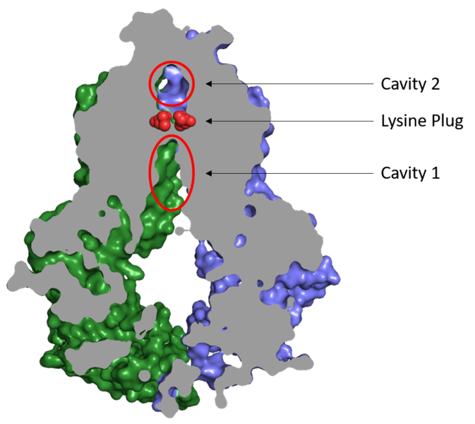 Image:Cavity 1,2 lysine plug.png
