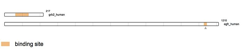Image:EGFR Grb2.jpg