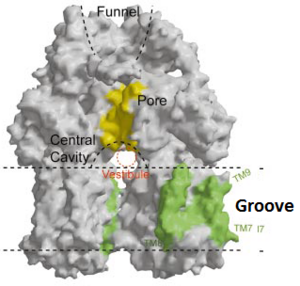 Figure 4. The groove in the transmembrane domain highlighted in green