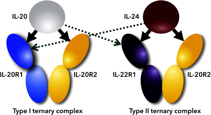 Image:Figure 1febs.png