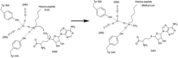 Figure 3: Histone Methylation by HKMT Mechanism