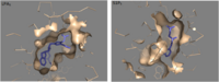 LPA1 vs. S1P1