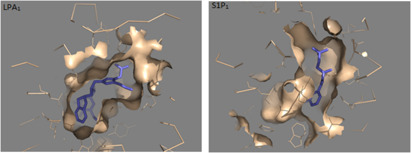 Image:LPA1vs. SAP1.png