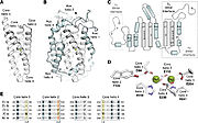 Figue 4: The diiron cofactor present in the jmolSetTarget('1');jmolLink('delete $clickGreenLinkEcho; refresh;setL = \"setLoading();\"; javascript @setL; script /wiki/extensions/Proteopedia/spt/wipeFullLoadButton.spt; ~green = \"R2 subunit\";  isosurface DELETE; scn = load(\"/wiki/scripts/91/910665/R2_subunit/1.spt\"); scn = scn.replace(\'# initialize;\', \'# initialize;\nclearSceneScaleCmd = \"clearSceneScale();\"; javascript @clearSceneScaleCmd;\n\'); scn = scn.replace(\'_setSelectionState;\', \'_setSelectionState; message Scene_finished;\'); scn = scn.replace(\'_setState;\', \'_setState; setButtonsStartingState();\'); scn = scn.replace(\'DORESIZE\', \'\'); script inline scn;','R2 subunit','R2 subunit'); of RNR Ia is located in a core formed by four α helices (Ruskoki and Boal, 2021)