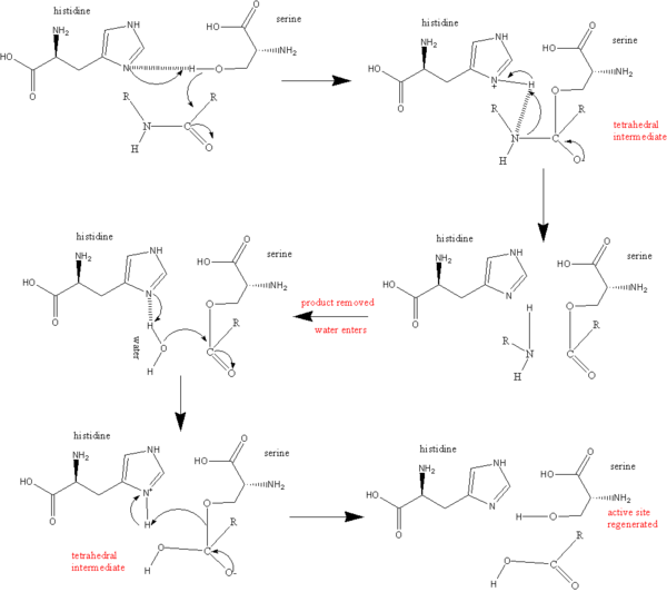 Serine protease reaction mechanism 