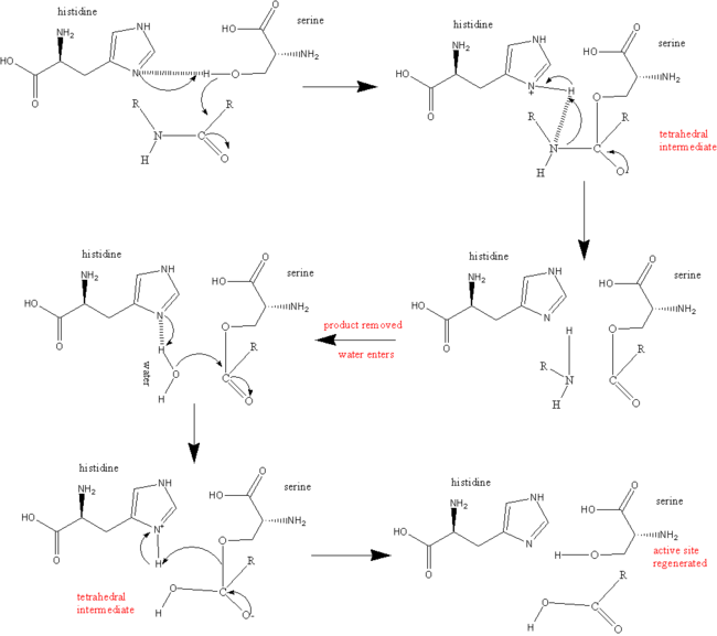 Serine protease reaction mechanism  />
