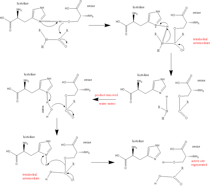 Image:Serine protease mechanism.gif.png