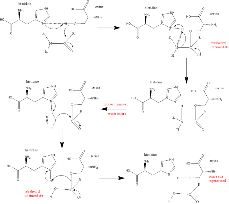 Serine protease reaction mechanism  />
