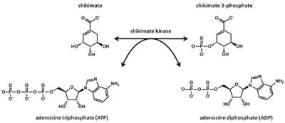 Shikimate kinase catalyzed reaction