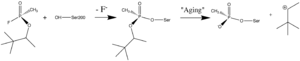 Reaction between Ser200Oγ and Soman, assuming an in-line attack by the Oγ, followed by spontaneous dealkylation of the O-pinacolyl group.